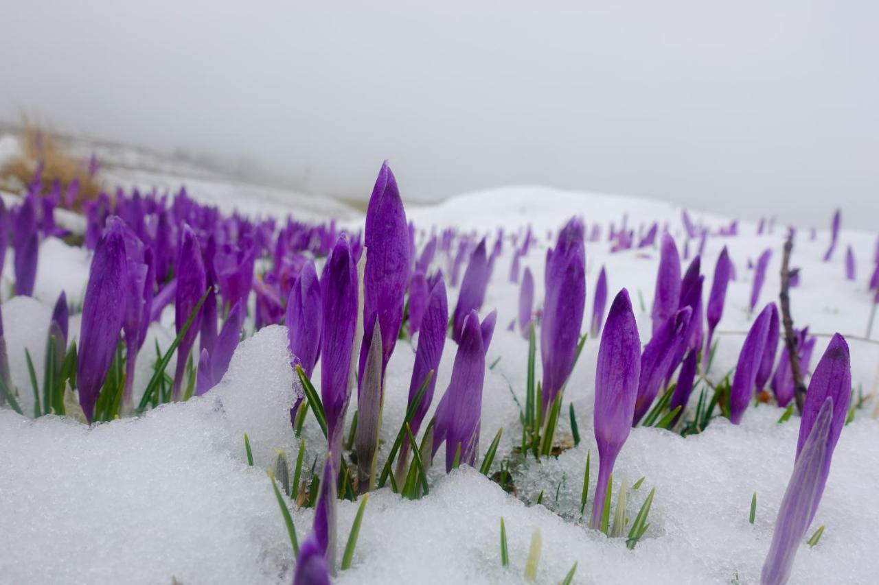 Vila Koca Ojstrica - Velika Planina Stahovica Exteriér fotografie