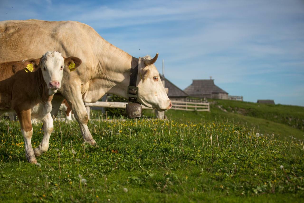 Vila Koca Ojstrica - Velika Planina Stahovica Exteriér fotografie